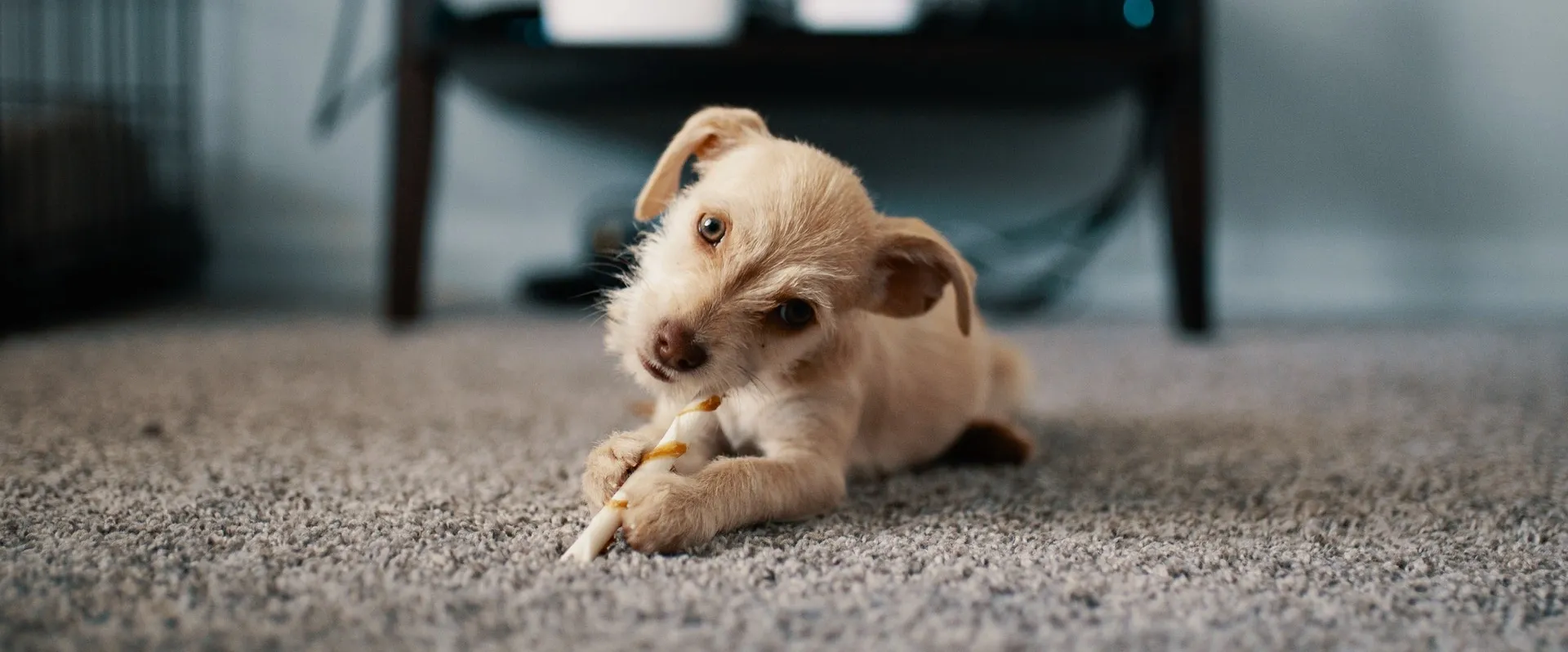 A small dog chewing on a toy in the floor.
