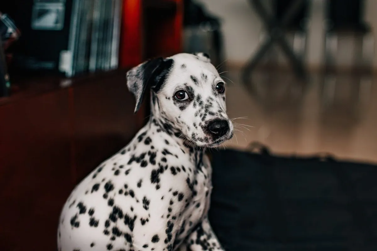 A dalmatian dog sitting on top of a couch.